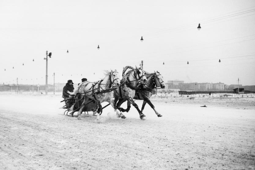 Тройка лошадей во время гонки на ипподроме в Москве