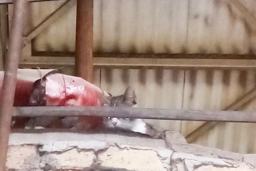 «Застройщики не хотят прослыть живодерами». Как столичное Котобюро спасает бездомных кошек на стройках