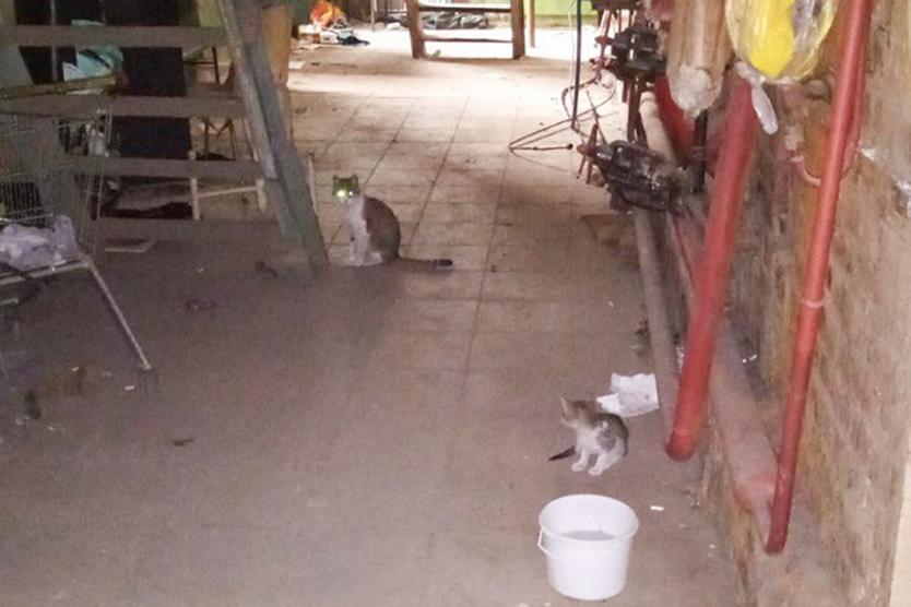 «Застройщики не хотят прослыть живодерами». Как столичное Котобюро спасает бездомных кошек на стройках