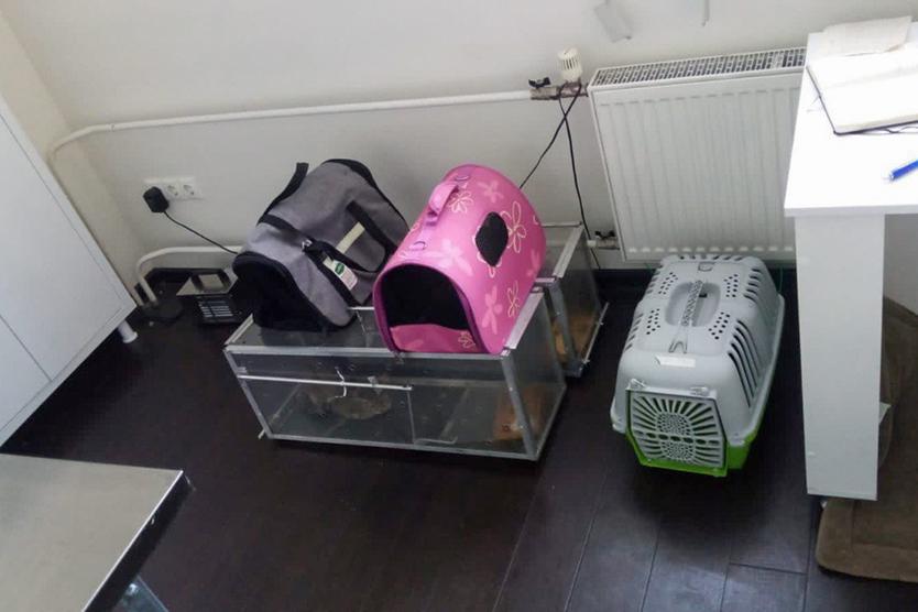 «Застройщики не хотят прослыть живодерами». Как столичное Котобюро спасает бездомных кошек на стройках