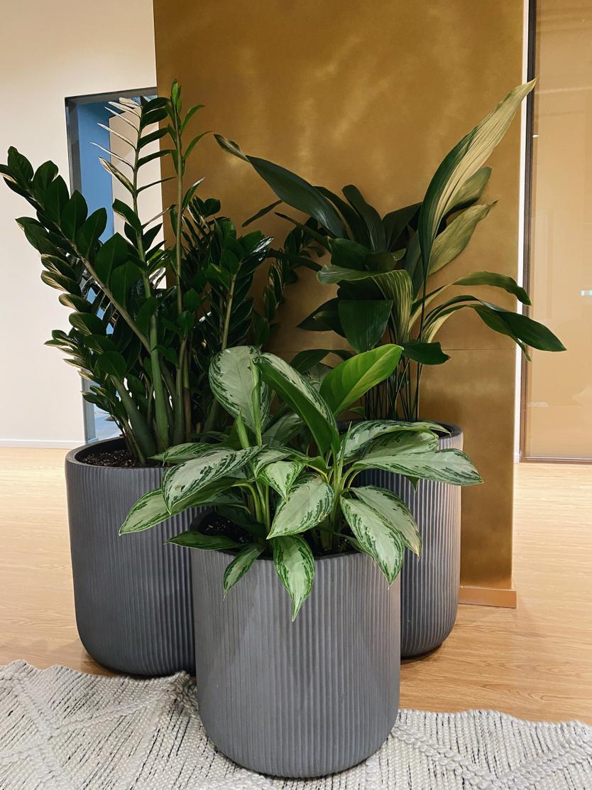 «Когда сводите парня в душ, он быстро придет в себя!» Как создать оранжерею дома и избежать проблем