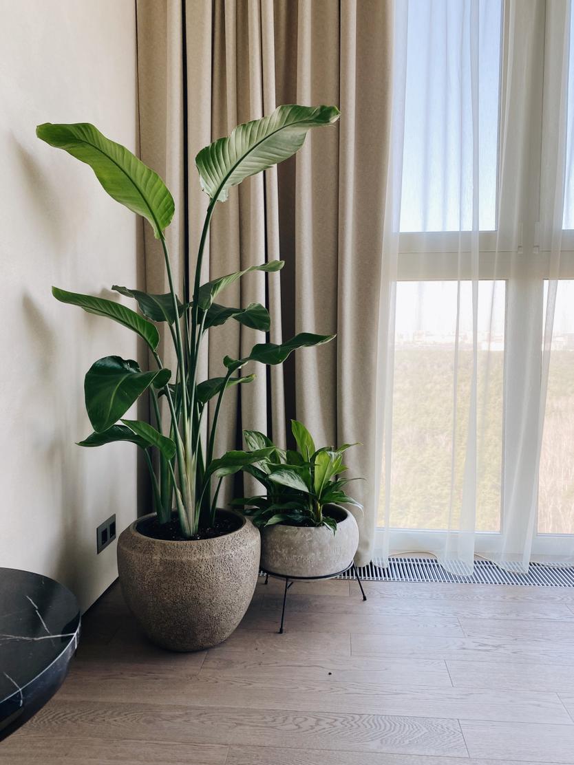 «Когда сводите парня в душ, он быстро придет в себя!» Как создать оранжерею дома и избежать проблем