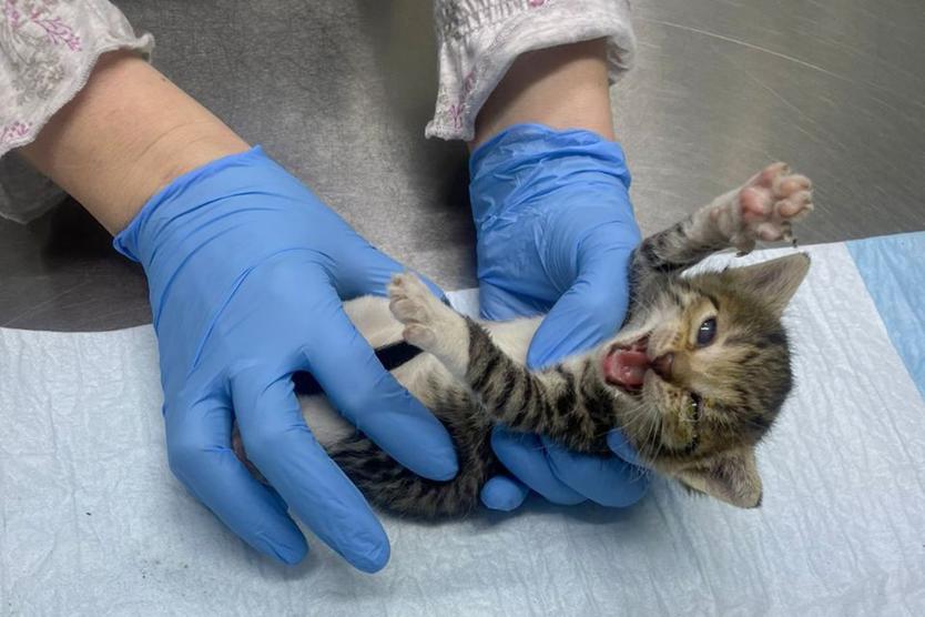 «За свободу пришлось заплатить больше 300 тысяч». Как московский композитор спасает уличных котов от гибели в подвалах