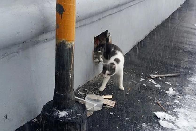 «За свободу пришлось заплатить больше 300 тысяч». Как московский композитор спасает уличных котов от гибели в подвалах