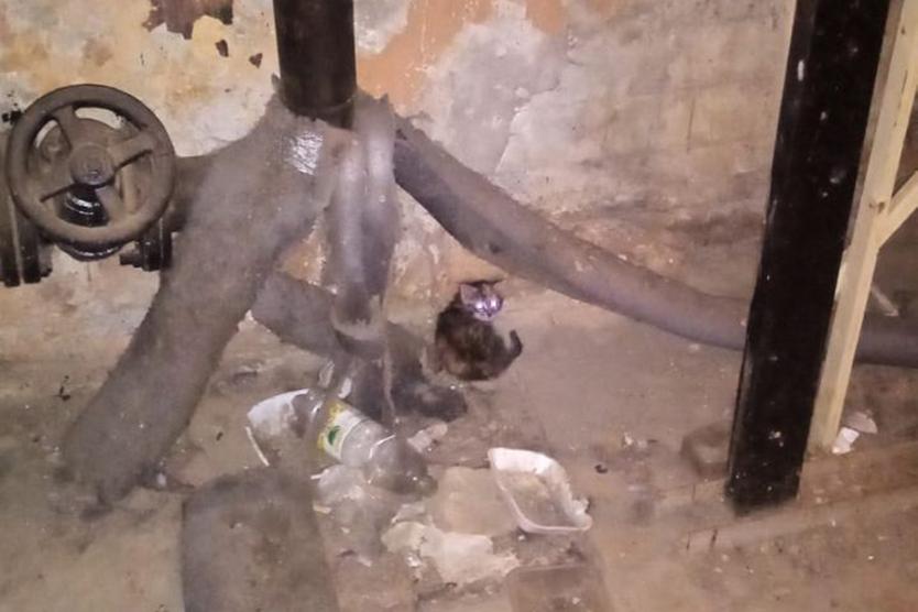 «За свободу пришлось заплатить больше 300 тысяч». Как московский композитор спасает уличных котов от гибели в подвалах