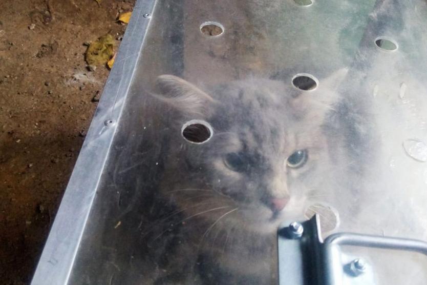 «За свободу пришлось заплатить больше 300 тысяч». Как московский композитор спасает уличных котов от гибели в подвалах