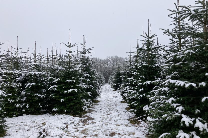 «Добрая бабушка из сказки». Как сложилась судьба княгини, написавшей самую известную песню про елочку