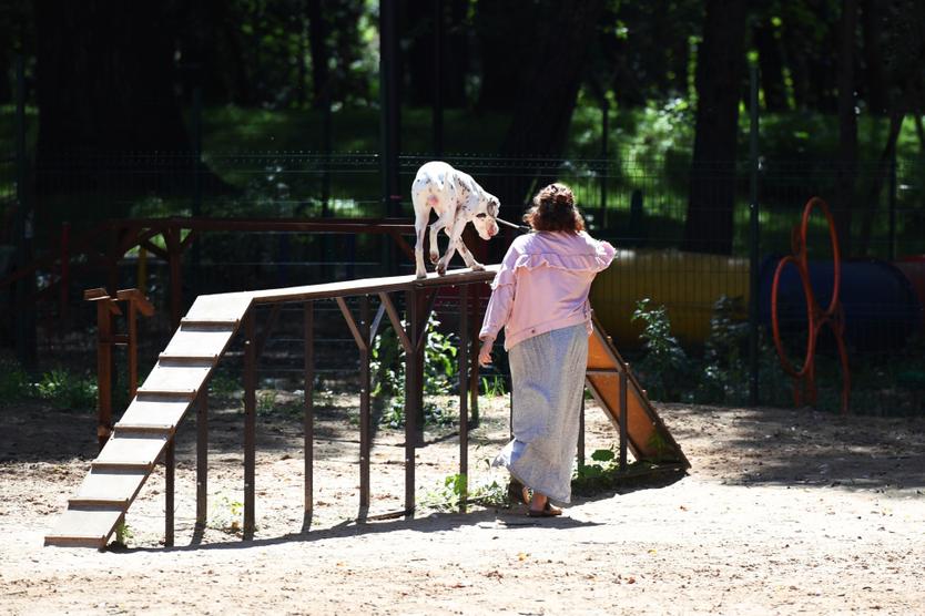«К фейерверкам и пылесосу щенков надо приучать». Какова собачья жизнь в большом городе и почему площадки для животных нужно переделать