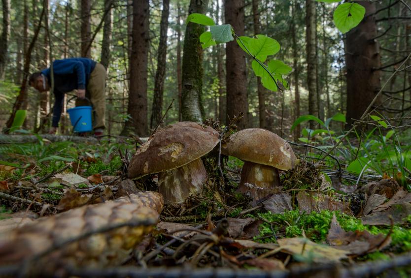 Пора в лес! Топ-5 грибных мест Подмосковья