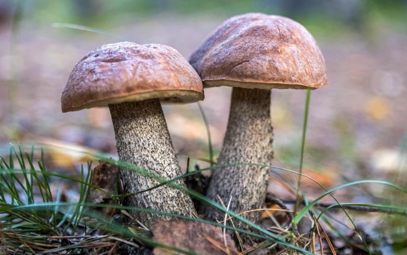 Пора в лес! Топ-5 грибных мест Подмосковья