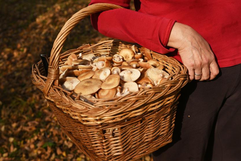 Пора в лес! Топ-5 грибных мест Подмосковья