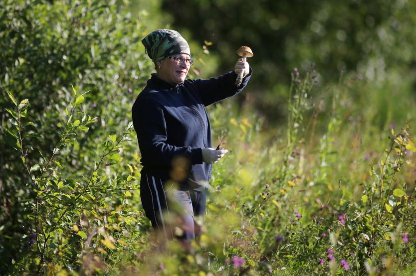 Пора в лес! Топ-5 грибных мест Подмосковья