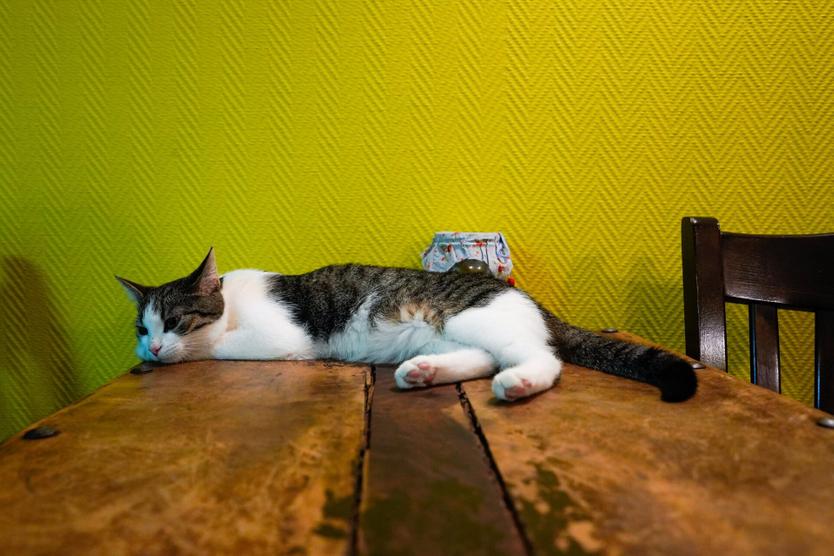 Кафе с животными стали массово открываться по всей стране. Почему это плохая идея?