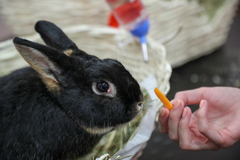 Кролик в кроличьем «Зайкафе»