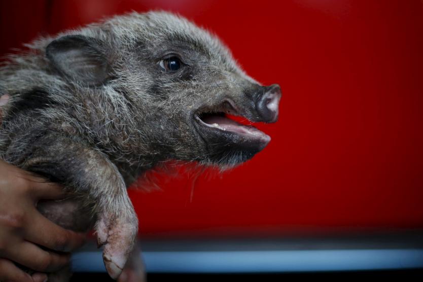 Кафе с животными стали массово открываться по всей стране. Почему это плохая идея?