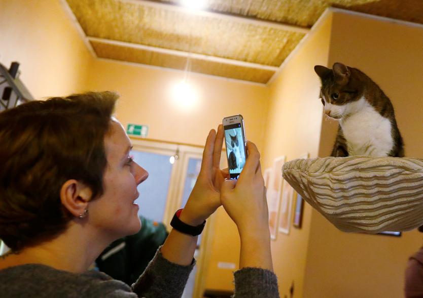 Кафе с животными стали массово открываться по всей стране. Почему это плохая идея?