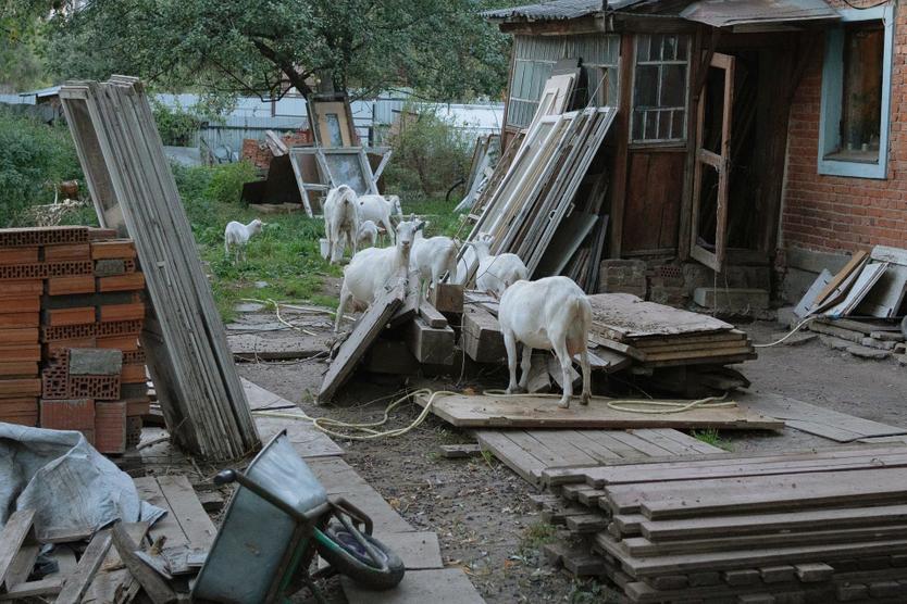 Козы во дворе дома Валерия Аникеева на Новобутовской улице