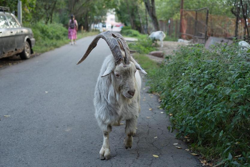 Козел Малыш из бутовского стада. В левом ухе бирка.