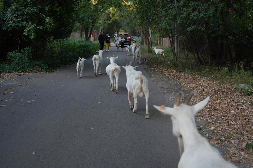 Коз зааненской породы, выведенной в Швейцарии, Валерий Борисович содержит уже 11 лет
