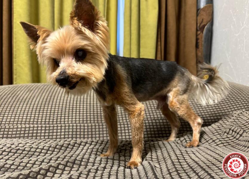 В столице нашли самую старую собаку. Как йоркширский терьер Ярослав оказался в Книге рекордов России?