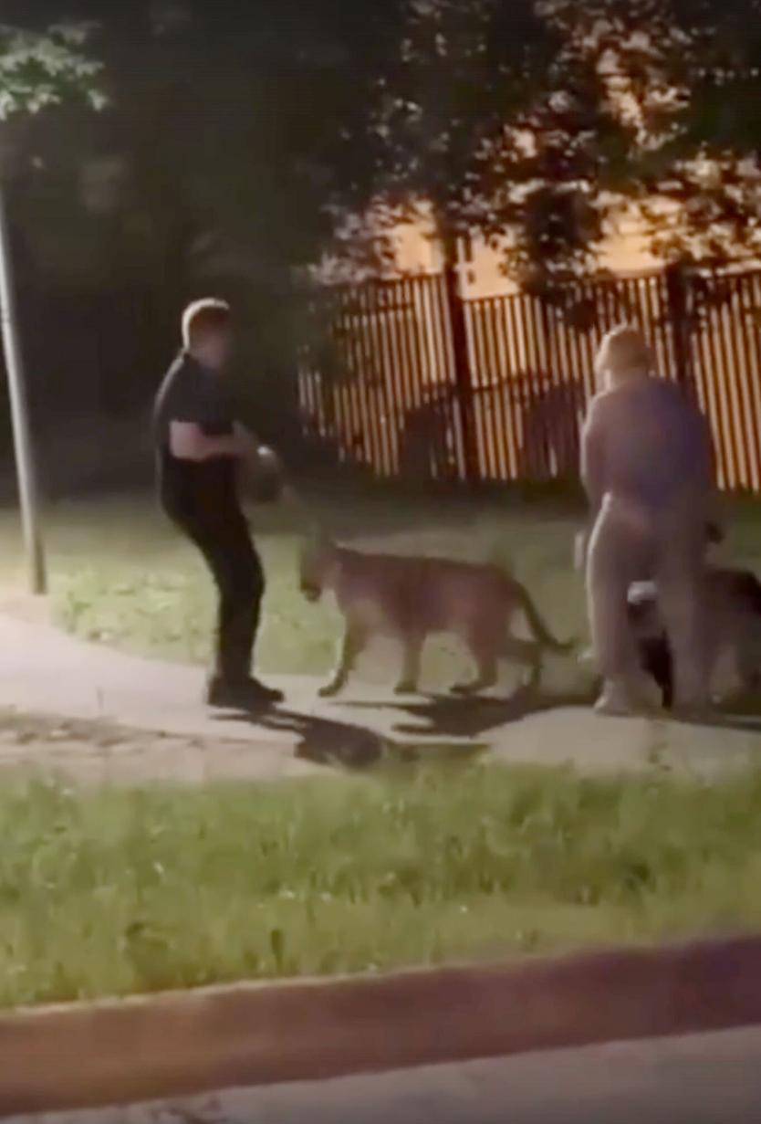 Изъятую у хозяина пуму поселили в Московский зоопарк. Пока животное на карантине