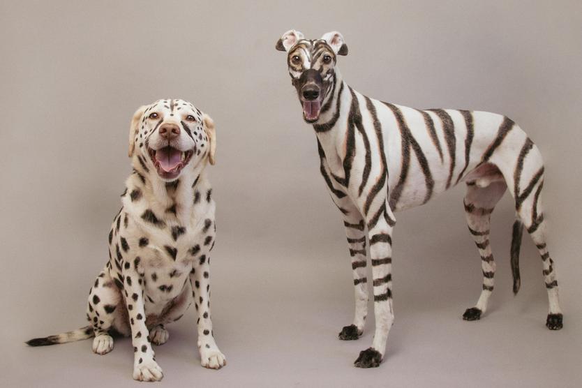 В центре Москвы замечен бульдог с модным окрасом. Его считают жертвой моды, но он не страдает