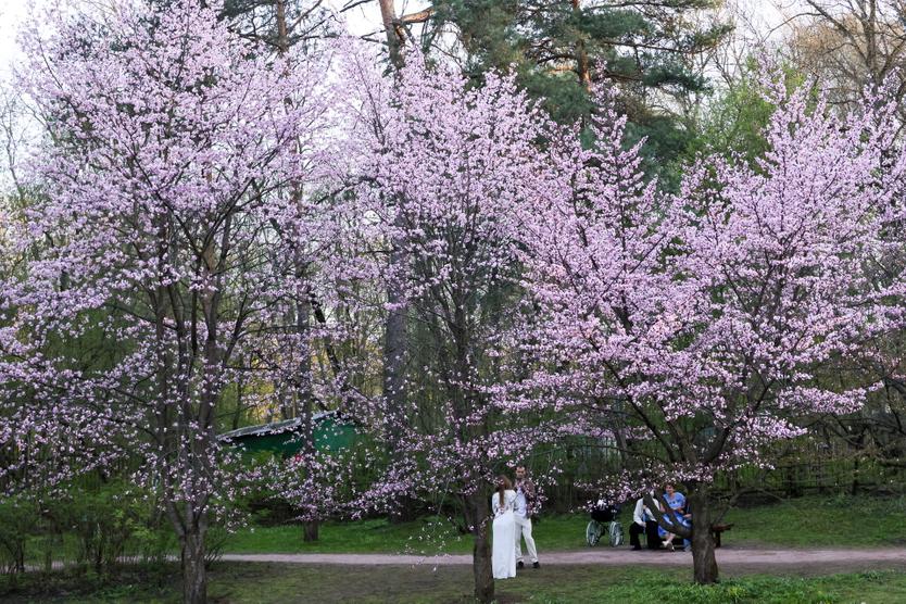 Названы места для любования сакурой в Москве. Цветение продлится до середины мая