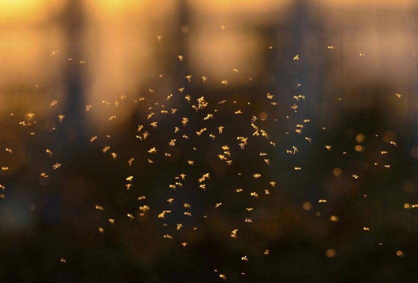 «Скоро начнется массовый выплод!» Биолог рассказал, когда Москву захватят мошки