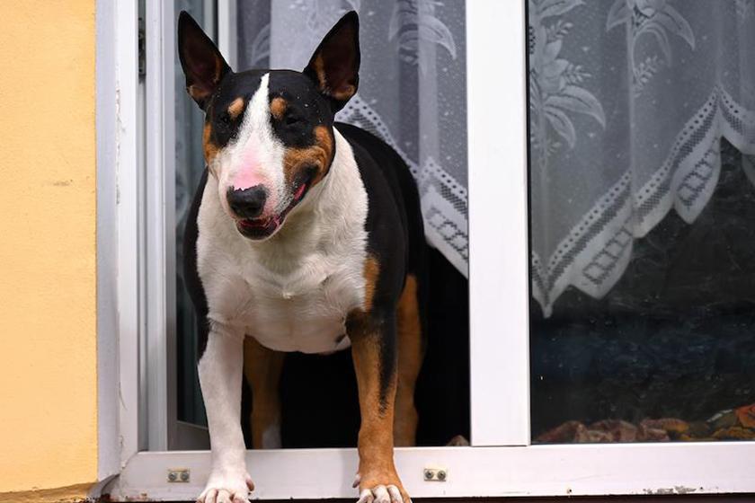 Кинолог раскрыл принципы правильной организации встречи гостей с собакой