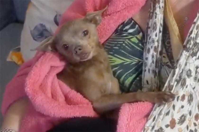 Брошенный в подмосковной электричке той-терьер обрел новый дом