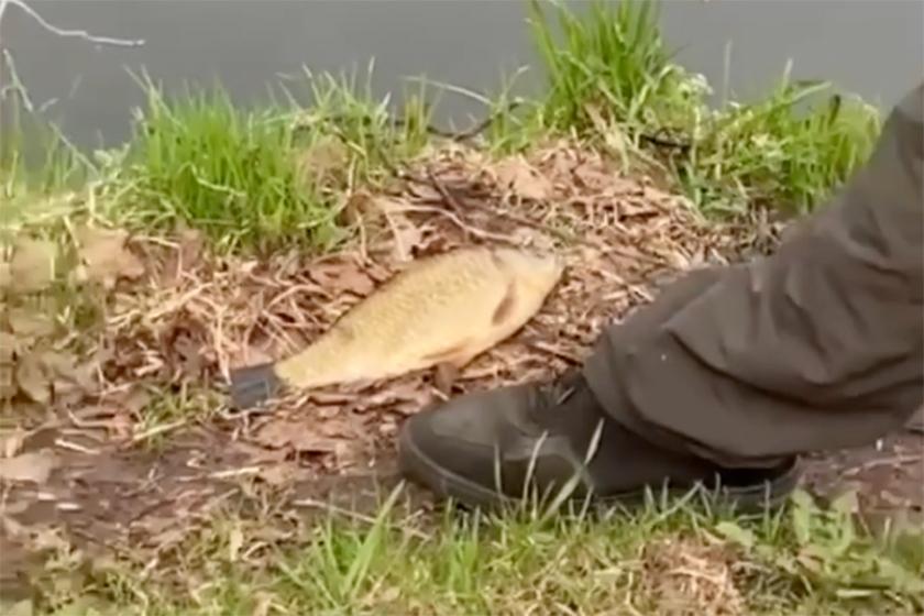 Пойманная в столичном пруду рыба заставила москвичей поспорить и вспомнить лихие 90-е