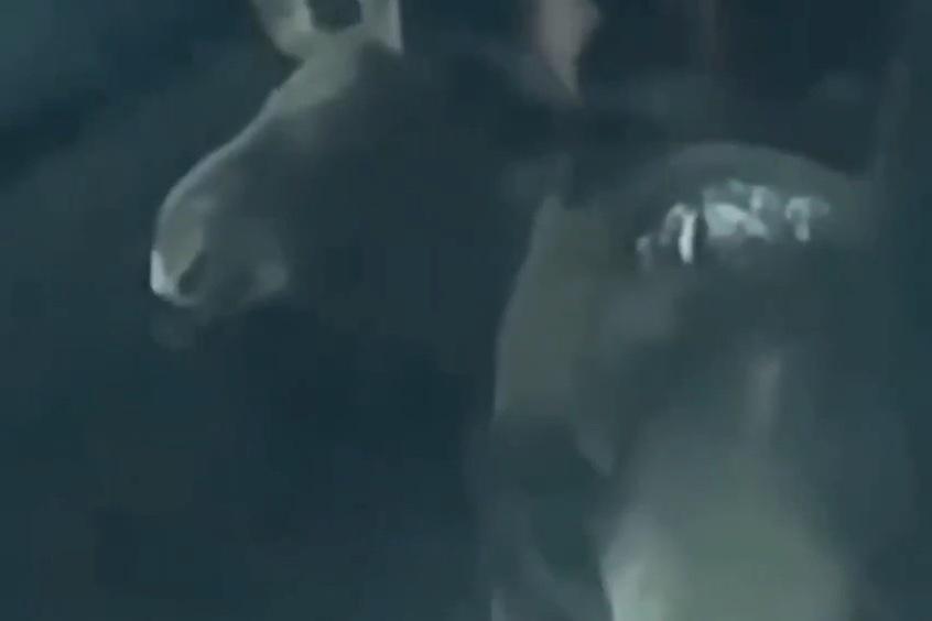 Лось показал жителям Подмосковья язык и попал на видео