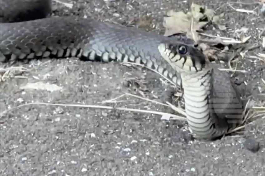 Нашествие змей в Москве попало на видео