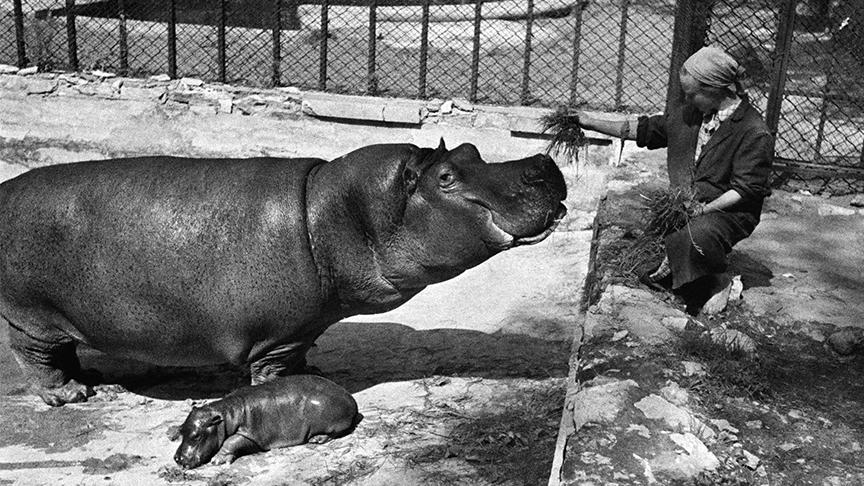 Зоопарк Екатеринбург Официальный Сайт Фото
