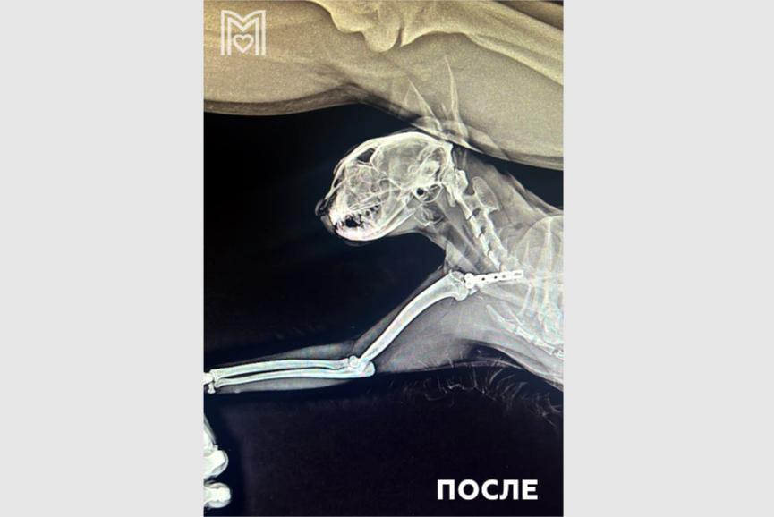 В Москве спасли упавшую с 8-го этажа кошку