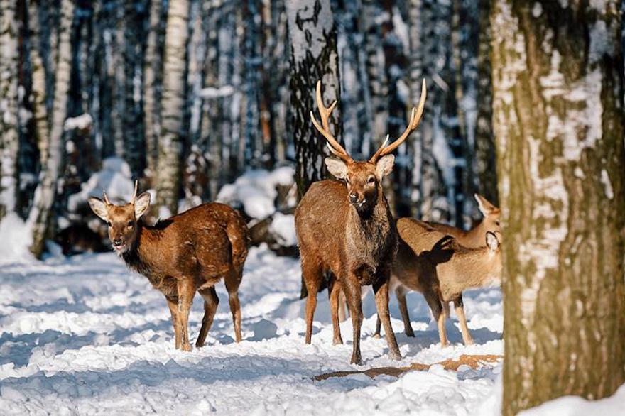 Нейросеть пририсовала одному из главных столичных лесопарков рога