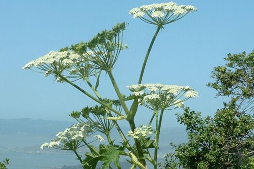 Названы основные способы борьбы с борщевиком