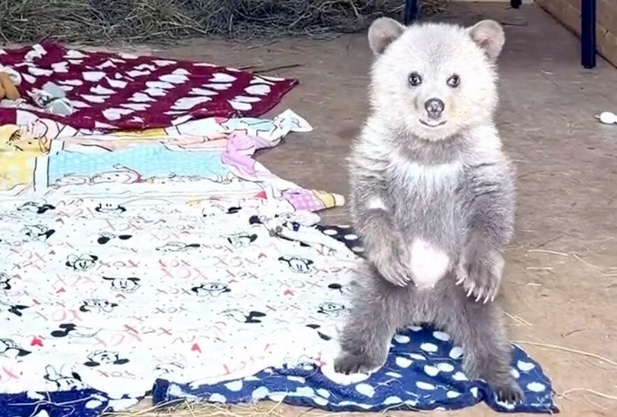 В Подмосковье рассказали о спасении медведицы Дыньки и ее дружбе с Арбузиком