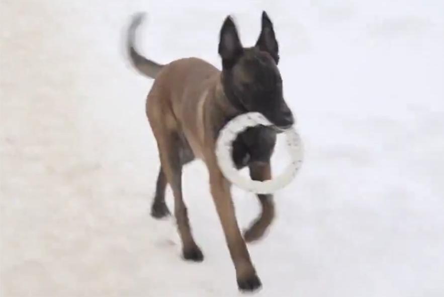 В подмосковном Раменском появилась «экособака»