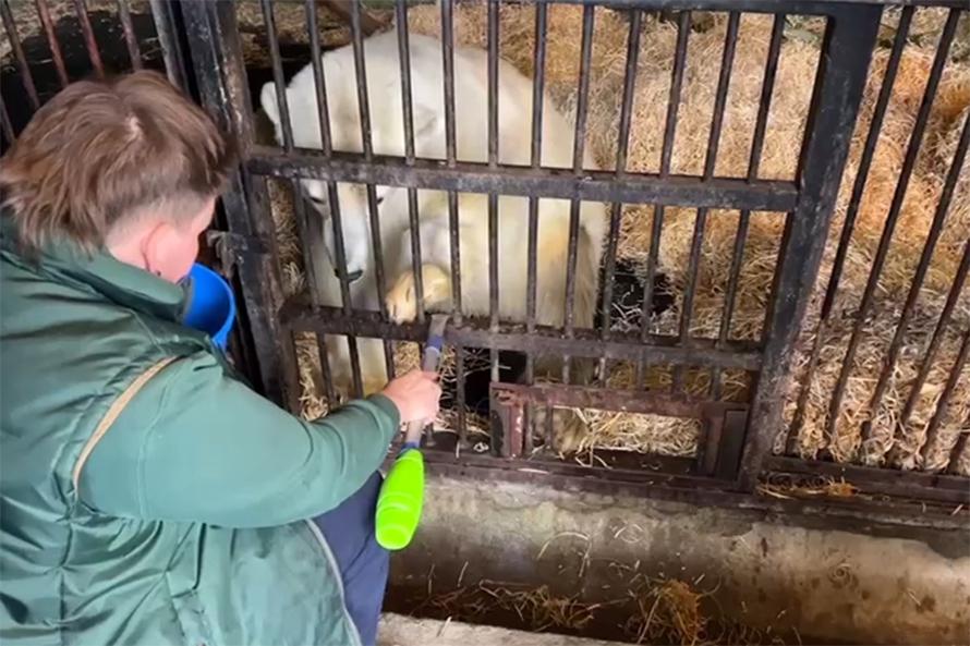 Раненый медведь Диксон начал делать успехи на занятиях с реабилитологами