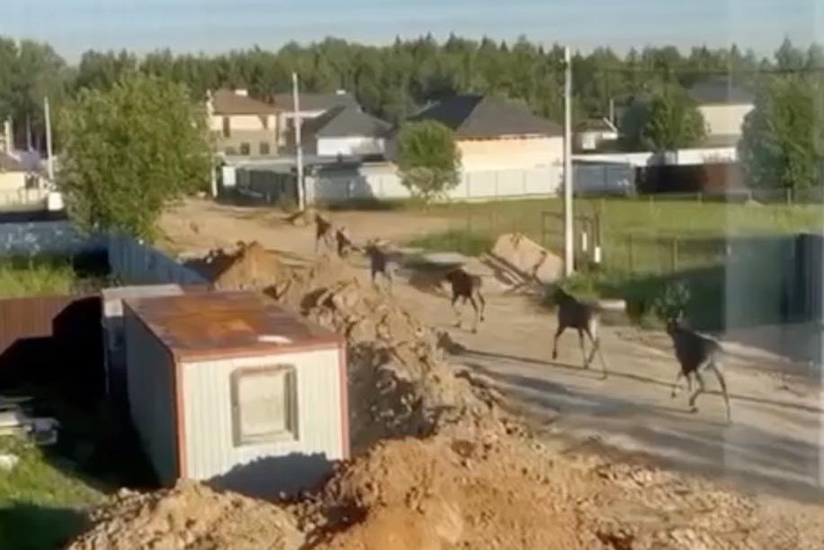 Полдюжины лосей вышли к людям в Подмосковье и попали на видео