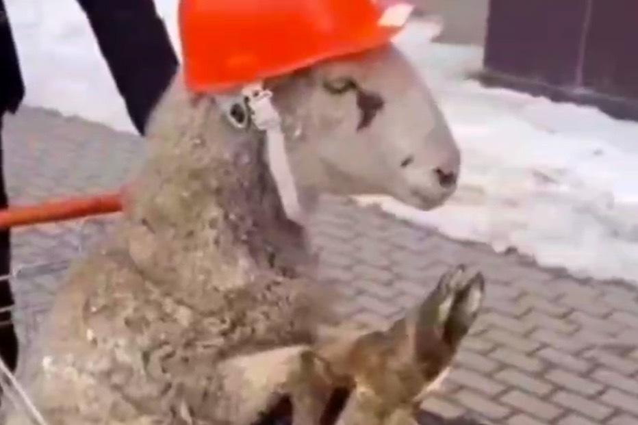 Живой подарок подмосковных строителей начальнику попал на видео