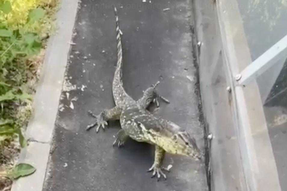 Варан прогулялся по улице в Москве и попал на видео
