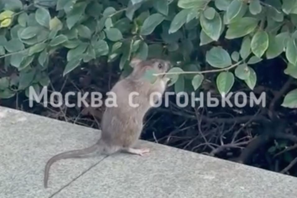 Москвичи пожаловались на «крысиное царство» рядом с метро