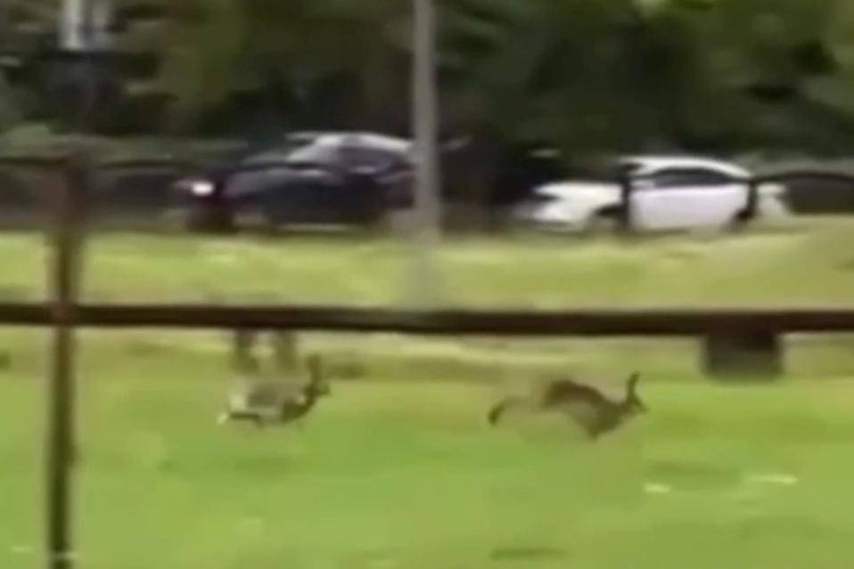 Бегающие возле московских многоэтажек дикие зайцы попали на видео