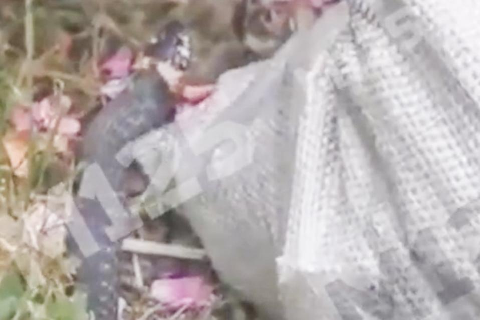 Крупная змея во дворе жилого дома в Москве попала на видео