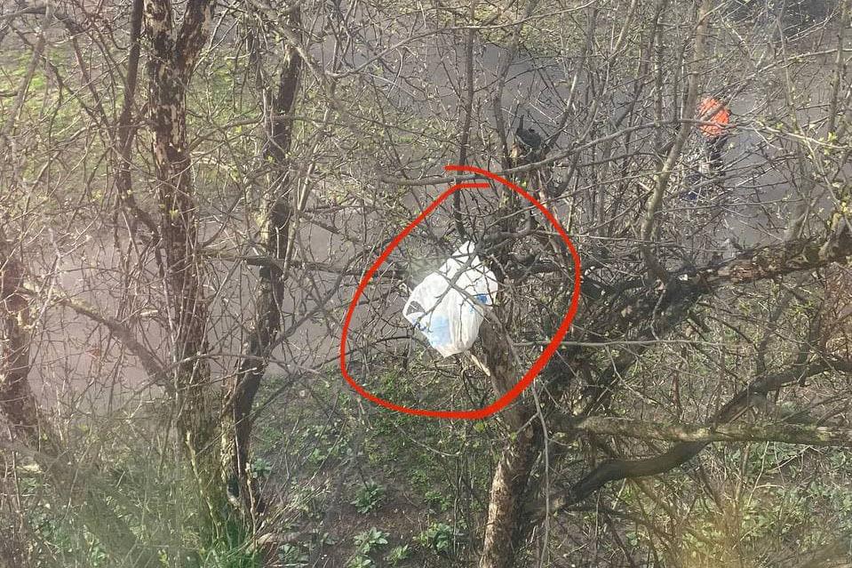 Москвичи начали использовать деревья в качестве мусорок