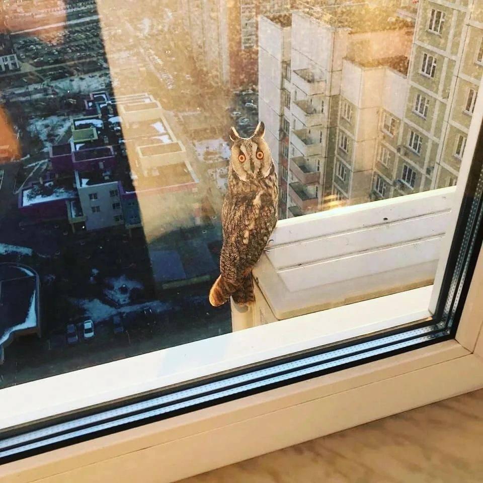 Житель московской многоэтажки обнаружил у себя за окном хищную птицу