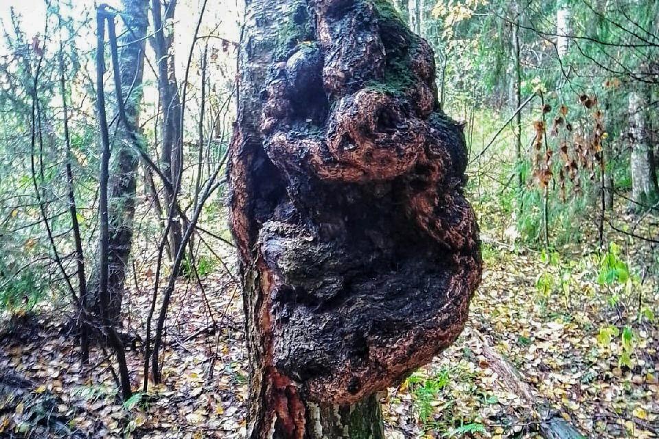 В Подмосковье обнаружили березу с «одеревеневшим медведем» 