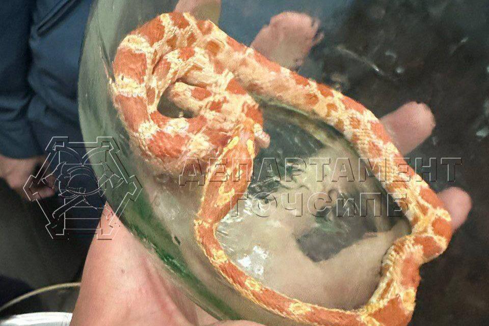 Москвичка обнаружила у себя в ванной змею